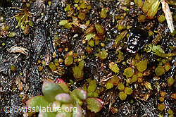 Micracanthia fennica (Uferwanze) (C202555)