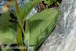 Grüne Hohlzunge (Coeloglossum viride) (C202583) Grüne Hohlzunge (Coeloglossum viride) (C202583)