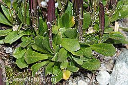 Bläuliche Gänsekresse (Arabis caerulea) (C202592) Bläuliche Gänsekresse (Arabis caerulea) (C202592)