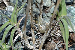 Zweizeiliger Goldhafer (Trisetum distichophyllum) (08.2021, C202652)