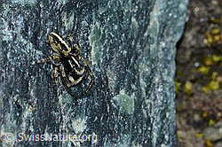 Attulus longipes (Springspinne) (C202664) Attulus longipes (Springspinne) (C202664)