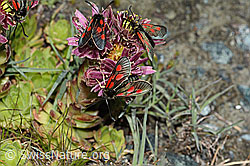 Alpen-Widderchen (Zygaena exulans) auf Berg-Hauswurz (Sempervivum montanum) (C202681) Alpen-Widderchen (Zygaena exulans) auf Berg-Hauswurz (Sempervivum montanum) (C202681)