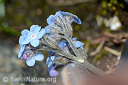 Alpen-Vergissmeinnicht (Myosotis alpestris) (C202809) Alpen-Vergissmeinnicht (Myosotis alpestris) (C202809)