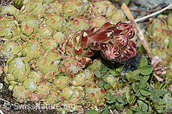 Spinnweb-Hauswurz (Sempervivum arachnoideum) (C202829)