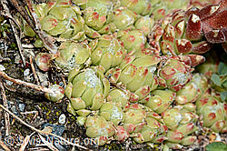 Spinnweb-Hauswurz (Sempervivum arachnoideum) (C202831)