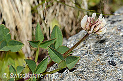 Foto: Bleicher Klee (Trifolium pallescens)