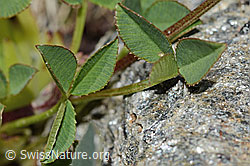 Foto: Bleicher Klee (Trifolium pallescens)