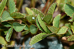 Foto: Bleicher Klee (Trifolium pallescens)