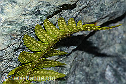 Lanzenfarn (Polystichum lonchitis) (C202868) Lanzenfarn (Polystichum lonchitis) (C202868)