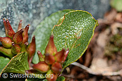 Kraut-Weide (Salix herbacea) (C202944)