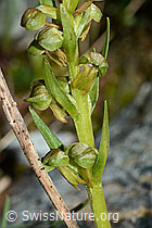 Grüne Hohlzunge (Coeloglossum viride) (C202972) Grüne Hohlzunge (Coeloglossum viride) (C202972)