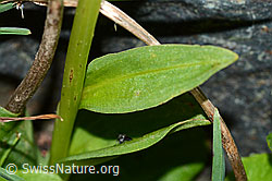 Grüne Hohlzunge (Coeloglossum viride) (06.08.2021, C202974)