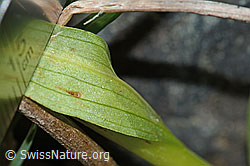 Grüne Hohlzunge (Coeloglossum viride) (C202975) Grüne Hohlzunge (Coeloglossum viride) (C202975)