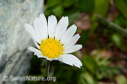Gewöhnliche Alpenmargerite (Leucanthemopsis alpina) (06.08.2021, C202986)
