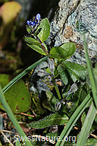 Alpen-Ehrenpreis (Veronica alpina) (06.08.2021, C203023)