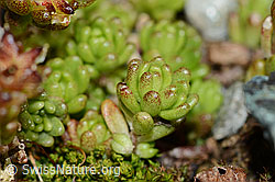 Foto: Alpen-Mauerpfeffer (Sedum alpestre)