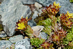 Foto: Alpen-Mauerpfeffer (Sedum alpestre)