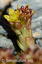 Sedum alpestre (C203030)