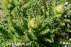 Alpen-Kratzdistel (Cirsium spinosissimum) (06.08.2021, C203039)