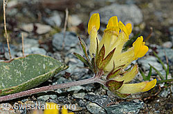 Alpen-Wundklee (Anthyllis vulneraria ssp. alpestris) (06.08.2021, C203068)