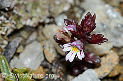 C203163: Zwerg-Augentrost (Euphrasia minima)