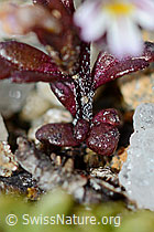 Euphrasia minima (C203165)