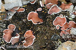 Rotschuppe (Psora decipiens) (08.08.2021, C203185)