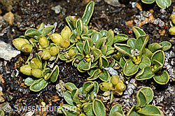 Foto: Quendelblättrige Weide (Salix serpillifolia)