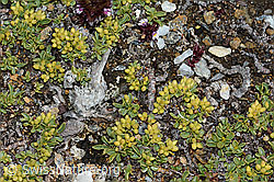 Foto: Quendelblättrige Weide (Salix serpillifolia)