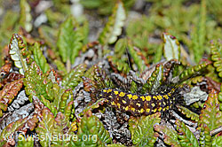 Foto: Raupe des Gelben Alpen-Flechtenbärs (Setina aurita)