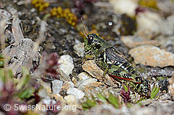 C203255: Nordische Gebirgsschrecke (Bohemanella frigida)