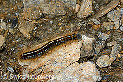 Foto: Alpen-Ringelspinner (Malacosoma alpicola)