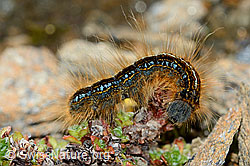 Foto: Alpen-Ringelspinner Raupe (Malacosoma alpicola)