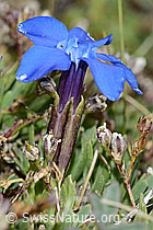 C203376: Schleichers Enzian (Gentiana schleicheri)