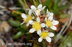 Trauben-Steinbrech (Saxifraga paniculata) (C203452) Trauben-Steinbrech (Saxifraga paniculata) (C203452)