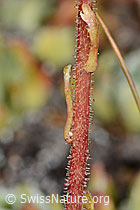 Trauben-Steinbrech (Saxifraga paniculata) (C203462) Trauben-Steinbrech (Saxifraga paniculata) (C203462)