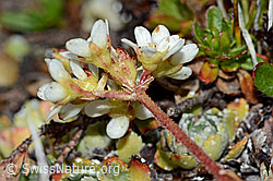 Trauben-Steinbrech (Saxifraga paniculata) (C203463) Trauben-Steinbrech (Saxifraga paniculata) (C203463)