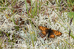 Wachtelweizen-Scheckenfalter (Melitaea athalia) (C203521) Wachtelweizen-Scheckenfalter (Melitaea athalia) (C203521)