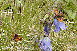 Wachtelweizen-Scheckenfalter (Melitaea athalia) auf Bärtiger Glockenblume (Campanula barbata) (C203524) Wachtelweizen-Scheckenfalter (Melitaea athalia) auf Bärtiger Glockenblume (Campanula barbata) (C203524)
