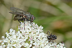 Helina reversio (Echte Fliege) auf Zwerg-Mutterwurz (Ligusticum mutellinoides) (08.08.2021, C203588)