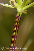 Zwerg-Mutterwurz (Ligusticum mutellinoides) (C203619)
