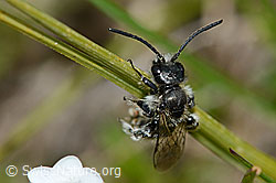C203630: Luzerne-Graubiene (Rhophitoides canus)