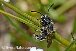 Foto: Luzerne-Graubiene (Rhophitoides canus)