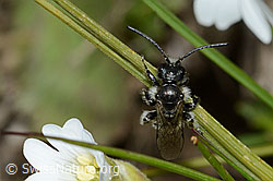 Foto: Luzerne-Graubiene (Rhophitoides canus)