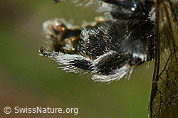 Foto: Luzerne-Graubiene (Rhophitoides canus)