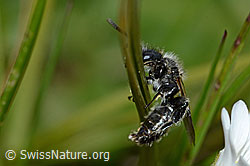 Foto: Luzerne-Graubiene (Rhophitoides canus)