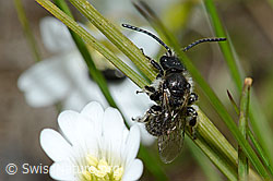 Foto: Luzerne-Graubiene (Rhophitoides canus)