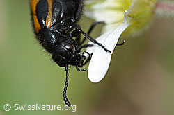 Foto: Mylabris flexuosa (Ölkäfer) auf Alpen-Hornkraut (Cerastium alpinum)