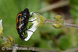 Foto: Mylabris flexuosa (Ölkäfer) auf Alpen-Hornkraut (Cerastium alpinum)