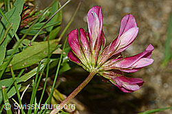 Alpen-Klee (Trifolium alpinum) (C203673) Alpen-Klee (Trifolium alpinum) (C203673)